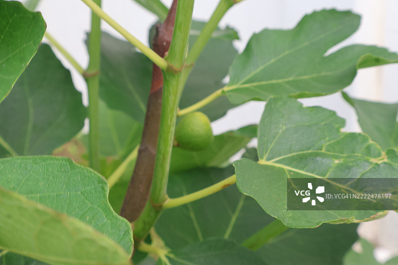 树上生长的水果特写图片素材