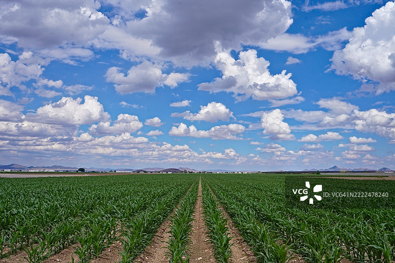 墨西哥奇瓦瓦的天空下，农业田野的美丽景色图片素材