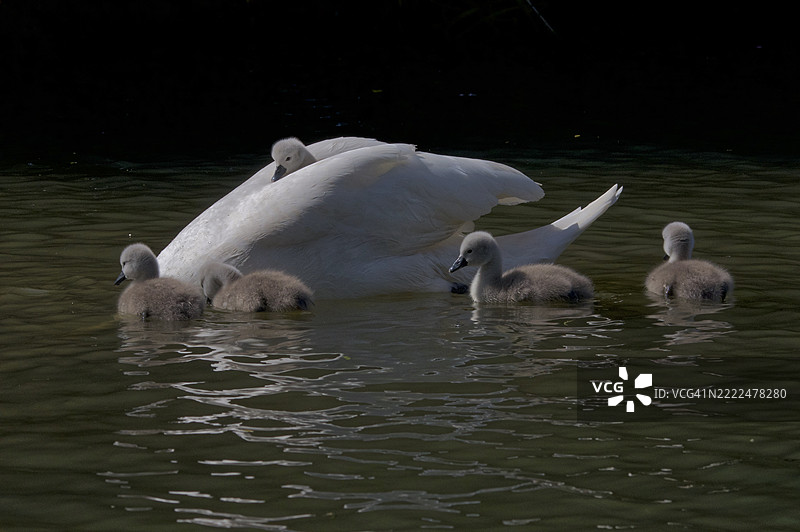 湖中游泳的鸟类特写，格里姆斯比，英国图片素材