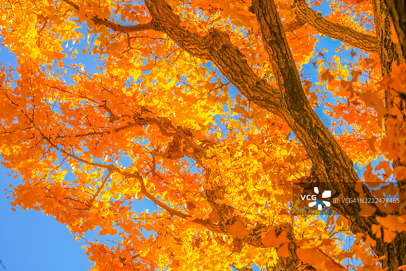 秋天树木的低角度视图与天空相映成趣图片素材