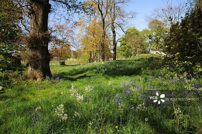 英国城堡道格拉斯的天空下，田野上盛开的花树美景图片素材