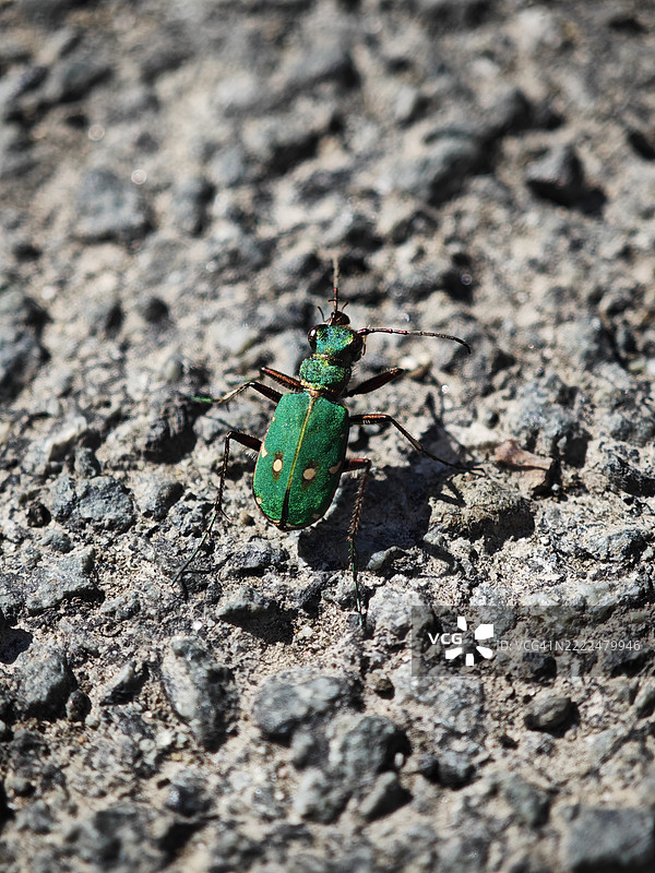 德国利佩地区岩石上的绿色昆虫高角度视图图片素材