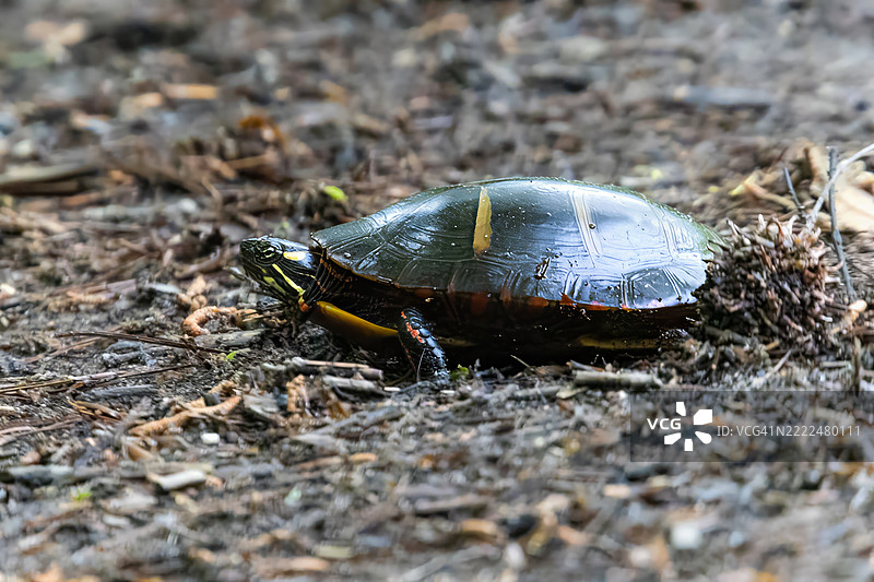 2025年5月15日 佳能R6 M2 卡尔弗特悬崖州立公园 中部画龟 4-2-topaz-denoise-sharpen-fo，卢斯比，马里兰州，美国图片素材