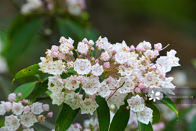 2025年5月15日，加农R6 M2，卡尔弗特悬崖州立公园，山月桂花，2-topaz-denoise-focus，卢斯比，马里兰州，美国图片素材