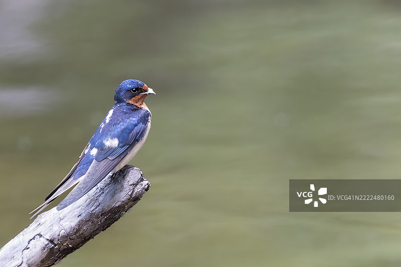 2025年5月23日 佳能R6 M2 NB 湿地俯瞰公园 水边的草燕停在树枝上 66-topaz-denoise-f,北滩,马里兰州,美国图片素材