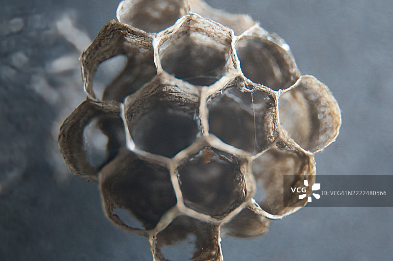 蜂窝特写，田纳西州金斯波特，美国图片素材