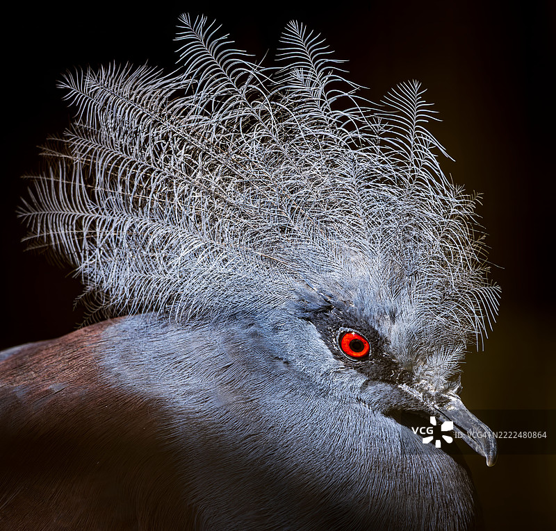 黑色背景下的鸽子特写，安大略省福特埃里图片素材
