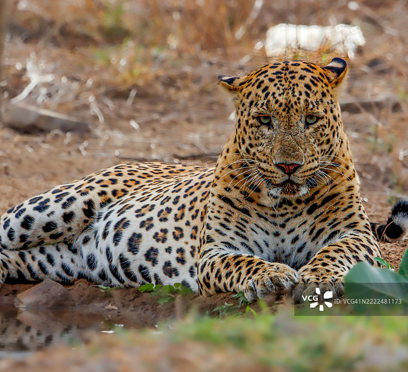 森林中放松的豹子特写图片素材