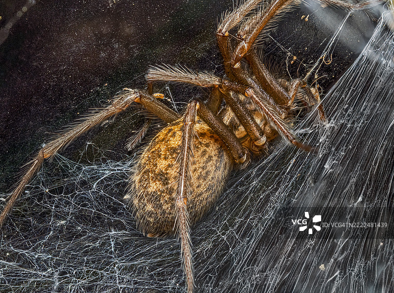 蜘蛛特写，英国，英国图片素材