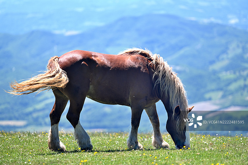 侧面视图的冰岛马站在田野上，西吉洛，翁布里亚，意大利图片素材