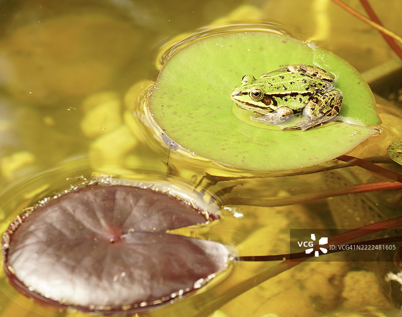 荷兰格罗宁根水中的水蛙特写图片素材
