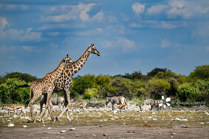 两只长颈鹿在博茨瓦纳漫步图片素材