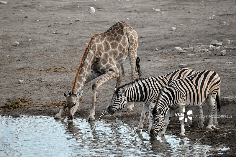 博茨瓦纳湖中行走的斑马特写镜头图片素材
