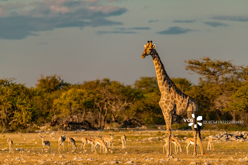 侧面视角的长颈鹿在行走，博茨瓦纳图片素材
