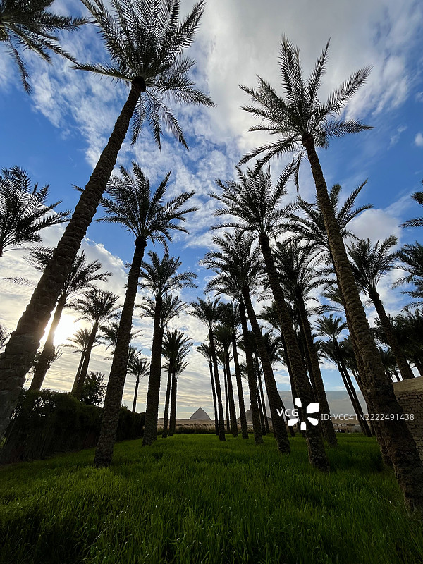 埃及吉萨巴德拉辛的天空下的田野上的树木图片素材