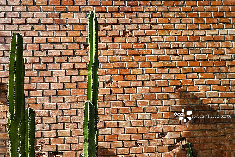 绿色仙人掌树的影子投射在砖墙上，留有空白空间，泰国图片素材