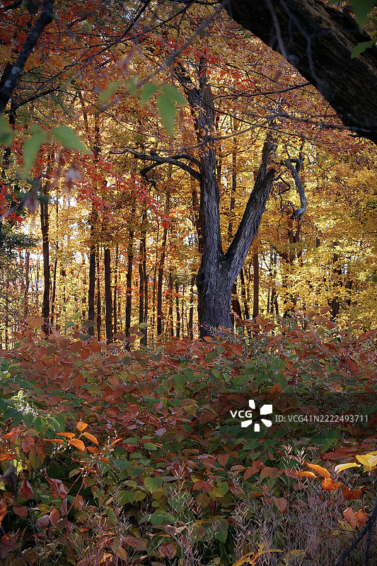 秋天的森林中的树木，康科德，新罕布什尔州，美国图片素材