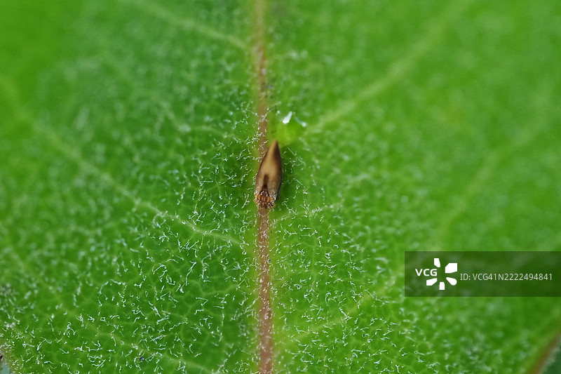 日本叶子上的昆虫特写图片素材