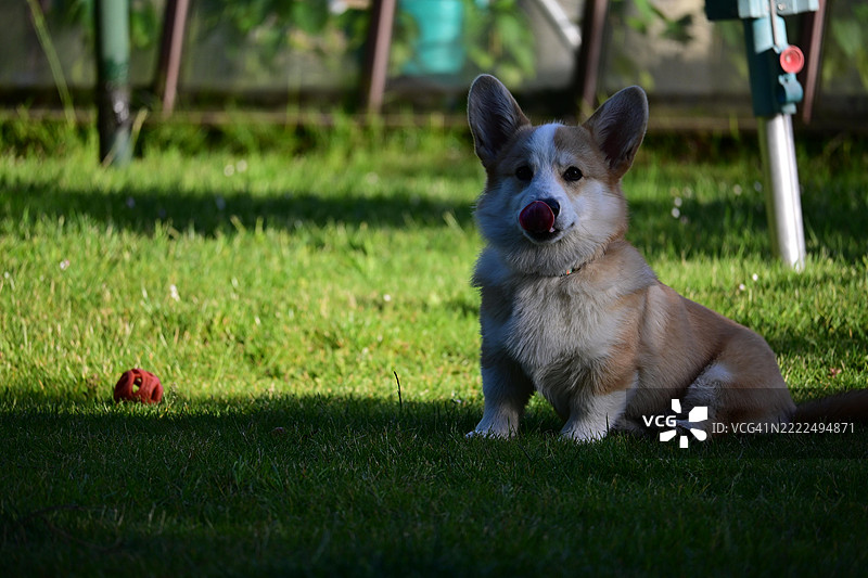 坐在草地上的彭布罗克威尔士柯基犬，捷克共和国奥帕瓦图片素材