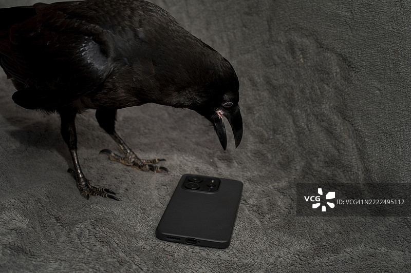 黑色乌鸦 Corvus corax，黑暗风格，坐着的大黑色可怕鸟，万圣节肖像，乌克兰图片素材