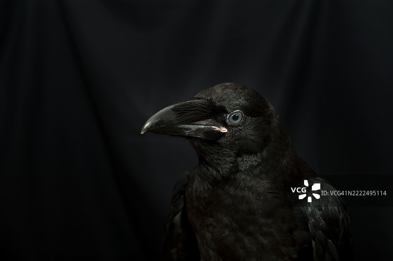 黑色乌鸦 Corvus corax，黑暗风格，坐着的大黑色可怕鸟，万圣节肖像，乌克兰图片素材