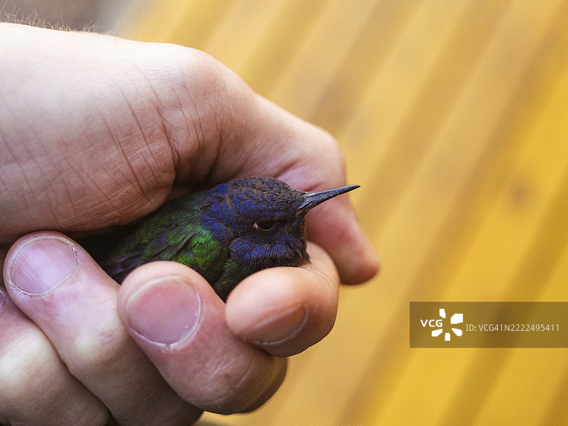 裁剪的手握着翠鸟，波萨达斯，米西奥内斯，阿根廷图片素材