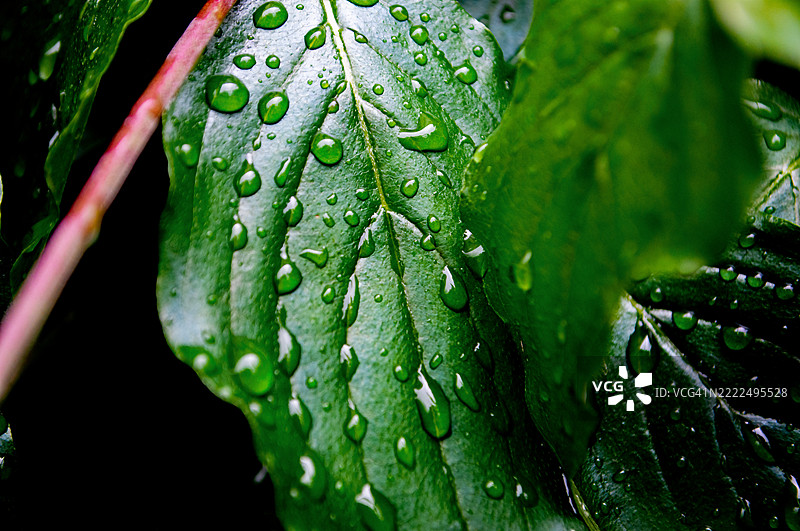 雨季中湿润植物叶子的特写，英戈尔施塔特，巴伐利亚，德国图片素材