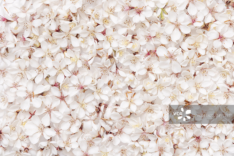 白色樱花花卉图案俯视图，春季婚礼背景，布林迪西，普利亚，意大利图片素材