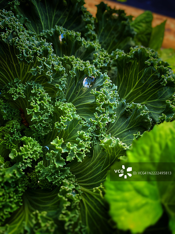 植物上的昆虫特写，田纳西州查塔努加，美国图片素材