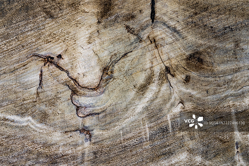 老旧热带木树的切面，倒下的树干或树桩呈现出温暖的深棕色和橙色调，树轮的粗糙有机纹理，特写的端纹，哥伦比亚图片素材