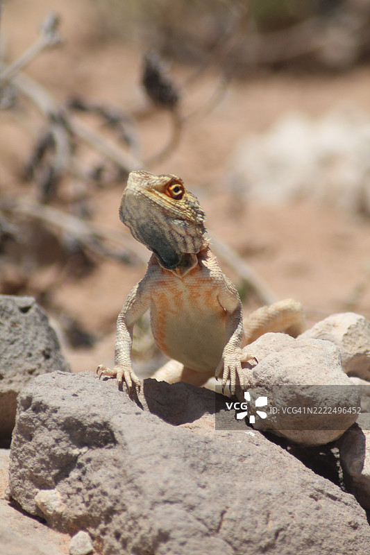 南非岩石上的蜥蜴特写镜头图片素材