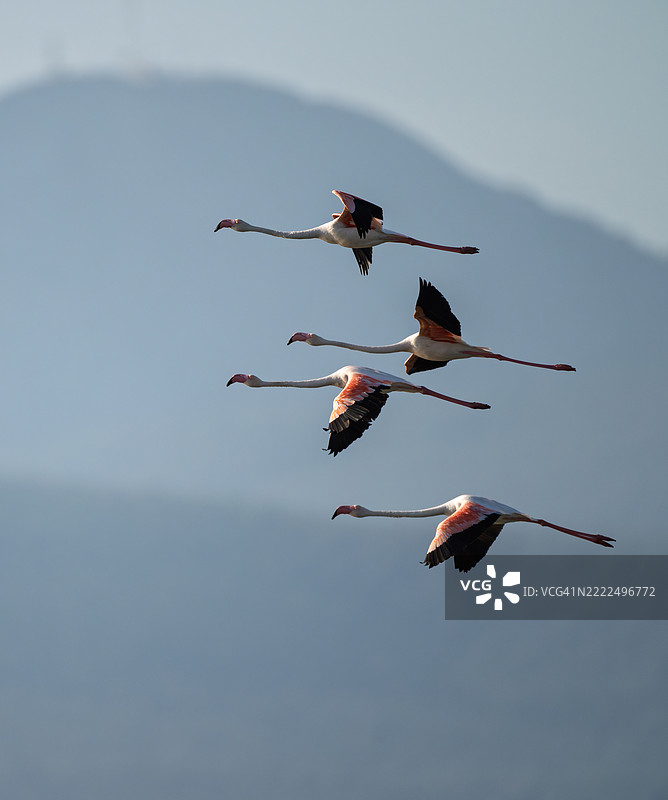 低角度视图的鸟在天空中飞翔，北爱琴海，希腊图片素材