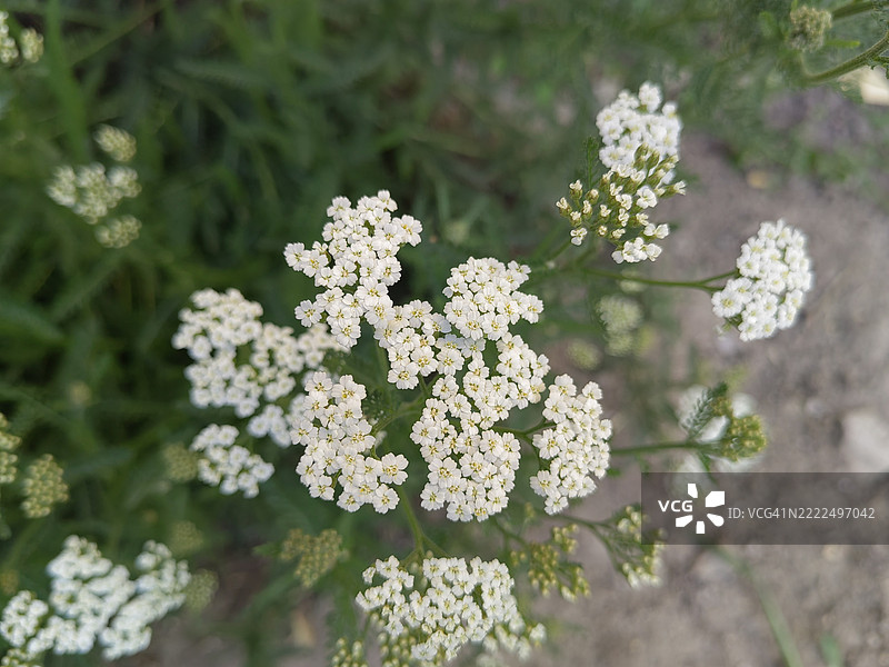 白色开花植物特写，Crepaja，伏伊伏丁那，塞尔维亚图片素材
