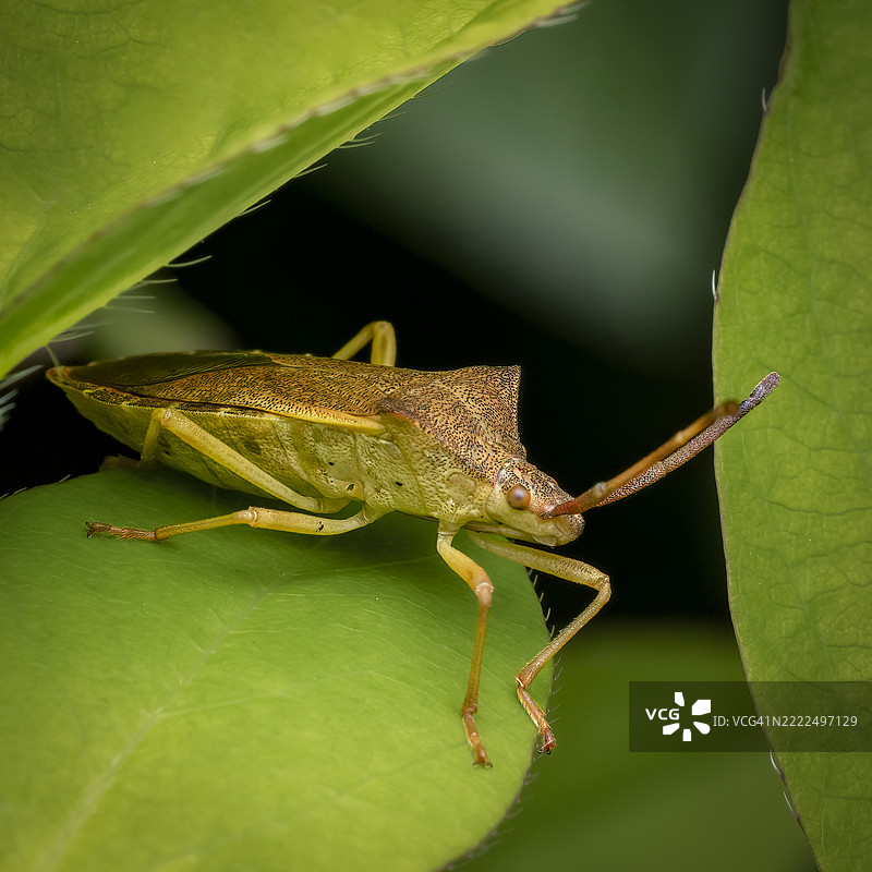 法国叶子上的昆虫特写图片素材
