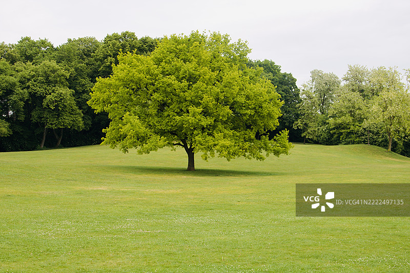 慕尼黑，巴伐利亚，德国的孤独绿树在开阔的草地上图片素材