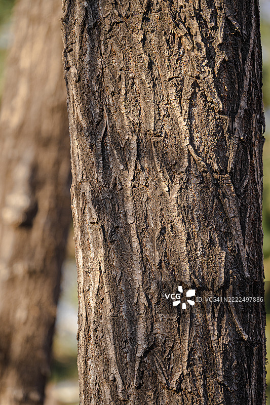 树干特写，北京，中国图片素材