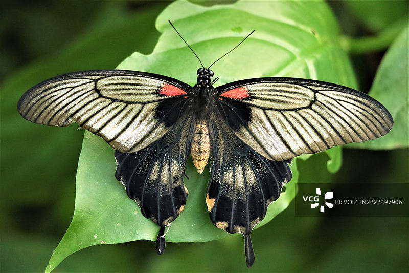 蝴蝶在叶子上的特写，墨西哥科阿韦拉州萨尔蒂略图片素材