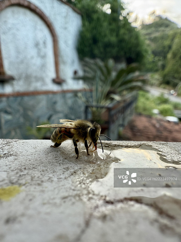昆虫特写，萨沃纳，利古里亚，意大利图片素材