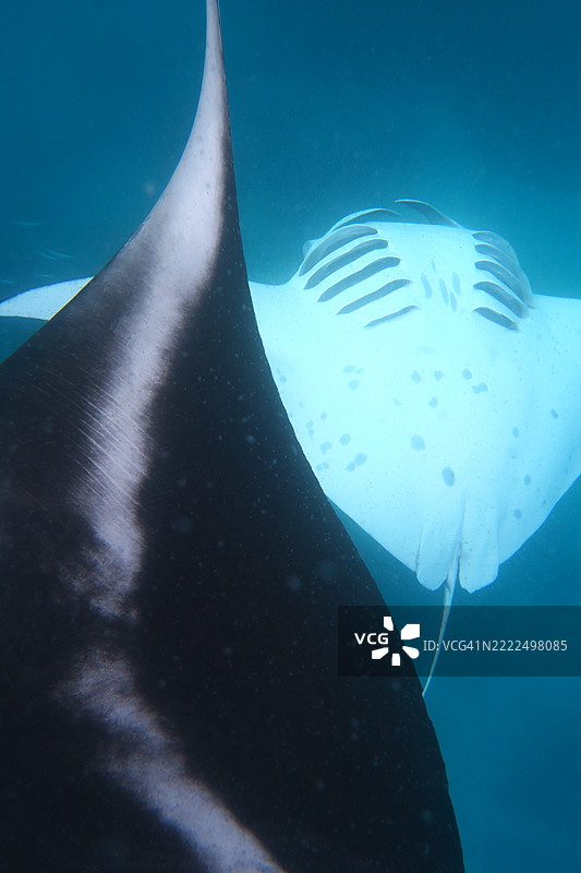 马尔代夫海中游泳的海豚特写镜头图片素材