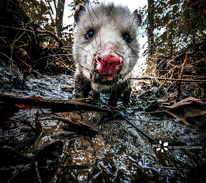 沼泽中的好奇心与泥行者面对面，密歇根州，美国图片素材