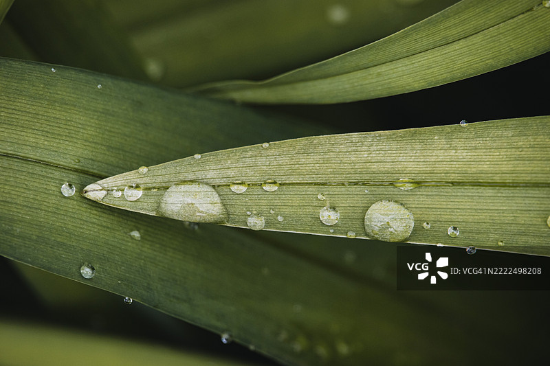 叶子上的雨滴特写，美国，USA图片素材