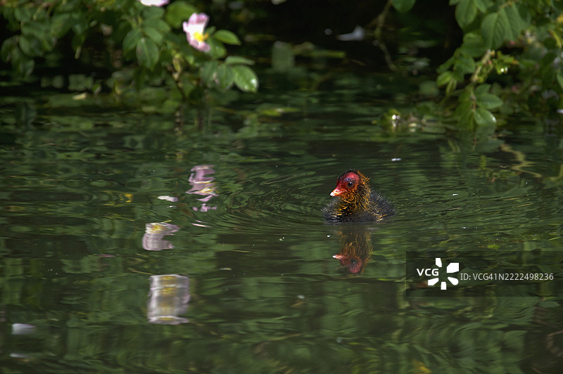 美在于欣赏者的眼中，格里姆斯比，英国，英国图片素材