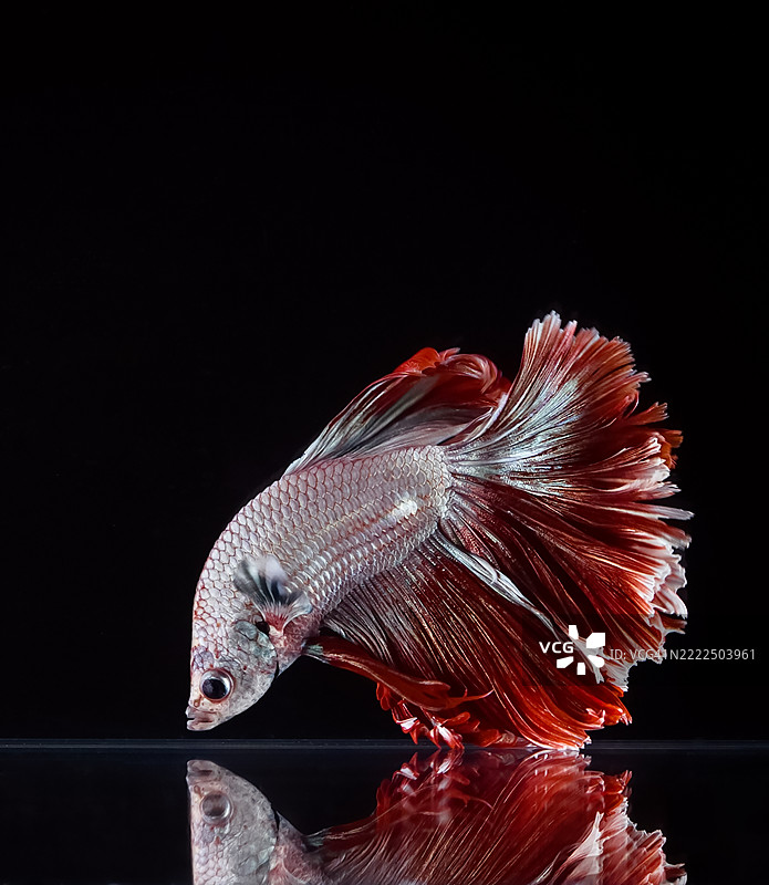 黑色背景下的暹罗斗鱼特写图片素材