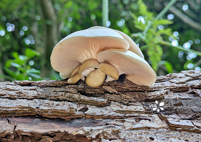 白色蘑菇生长在枯树上图片素材