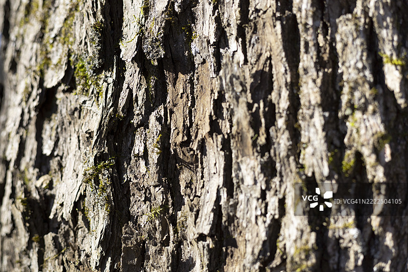 芬兰秋季植物生命的有机图案，原生态的芬兰自然纹理 - 丰富的秋季土色调，北欧森林荒野的美丽作为宁静的季节背景。图片素材