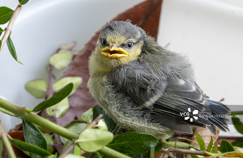年轻蓝山雀雏鸟的特写镜头图片素材