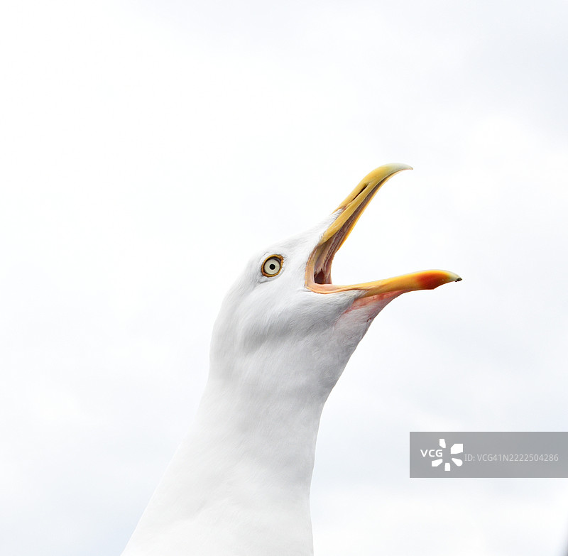 海鸥特写，背景为天空，地点：英国奥班图片素材