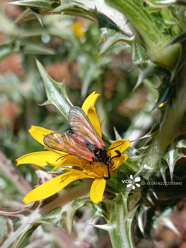 黄色花朵上的蝴蝶特写，阿齐拉尔，摩洛哥图片素材