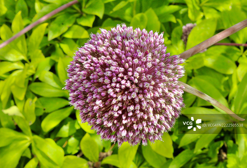 粉色花朵特写，卡尔沙尔顿，英国图片素材