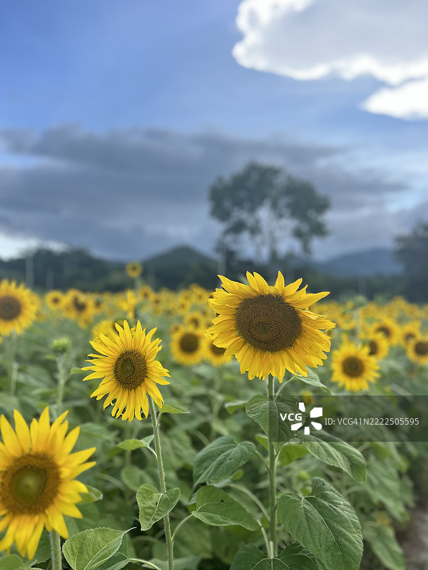 田野上黄色开花植物的特写，卡纳塔克邦，查马拉贾纳加尔，印度图片素材